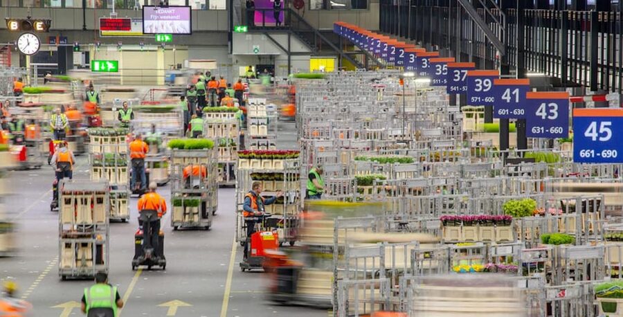 Aalsmeer: Flower Auction Royal Flora Holland Entry Ticket - What the self-guided route adds