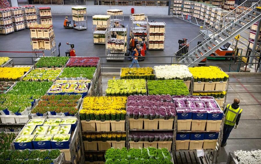 Aalsmeer: Flower Auction Royal Flora Holland Entry Ticket - The sights, smells, and working atmosphere