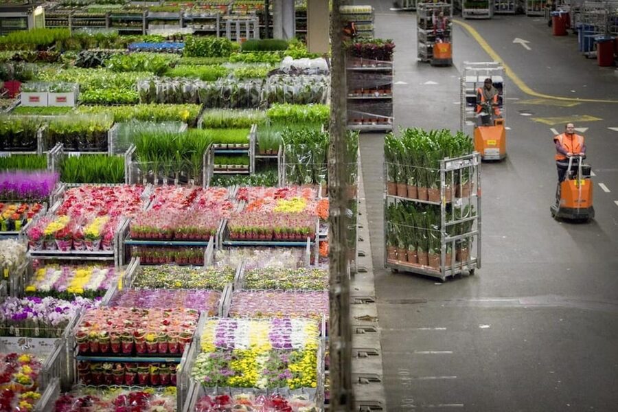 Aalsmeer: Flower Auction Royal Flora Holland Entry Ticket - Who will enjoy this visit most