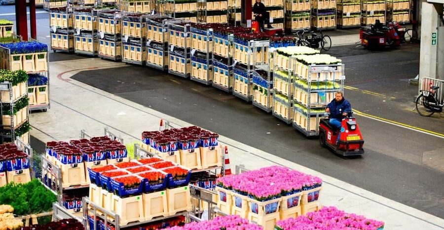 Aalsmeer: Flower Auction Royal Flora Holland Entry Ticket - Why the early morning is important