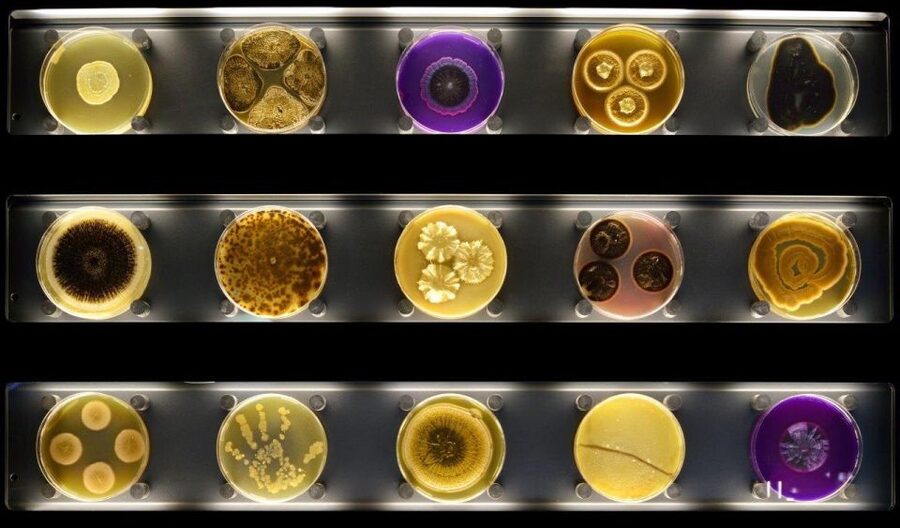 Amsterdam: ARTIS-Micropia Microbe Museum Entry Ticket - Key points to know before you go