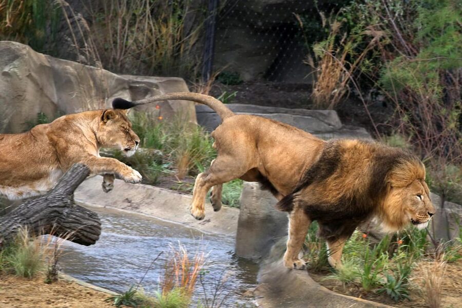 Amsterdam: ARTIS Royal Zoo and ARTIS Groote Museum Ticket - Five things to know before you go