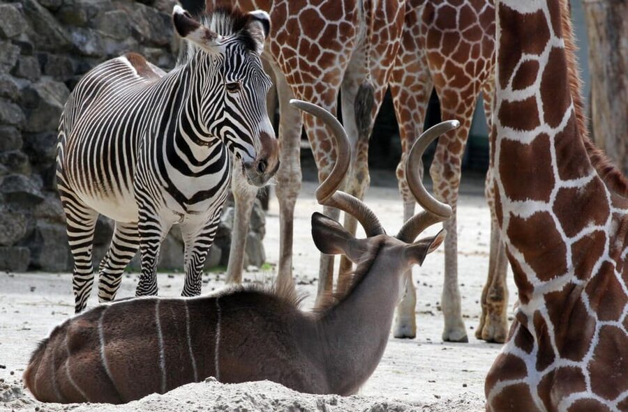 Amsterdam: ARTIS Royal Zoo and ARTIS Groote Museum Ticket - Should you book it?