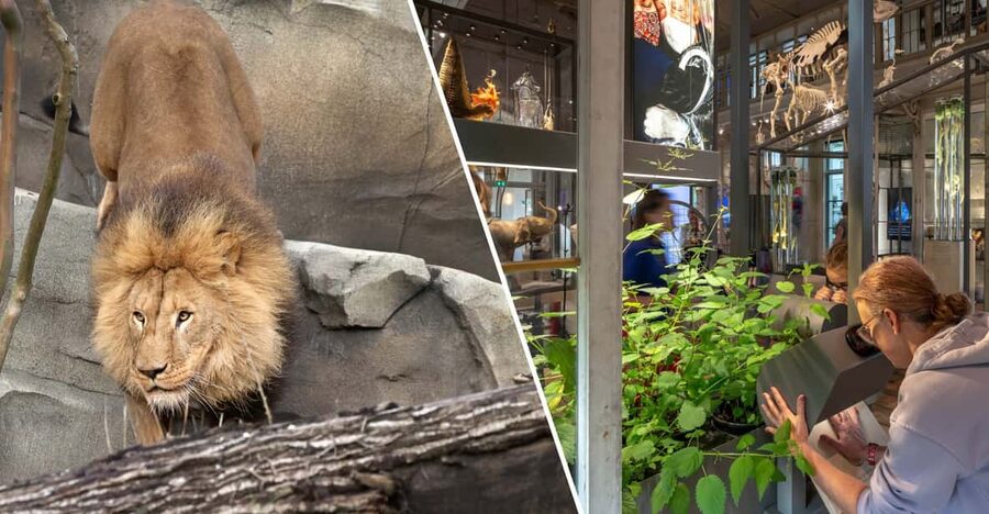 Amsterdam: ARTIS Royal Zoo and ARTIS Groote Museum Ticket - Why ARTIS works well in Amsterdam