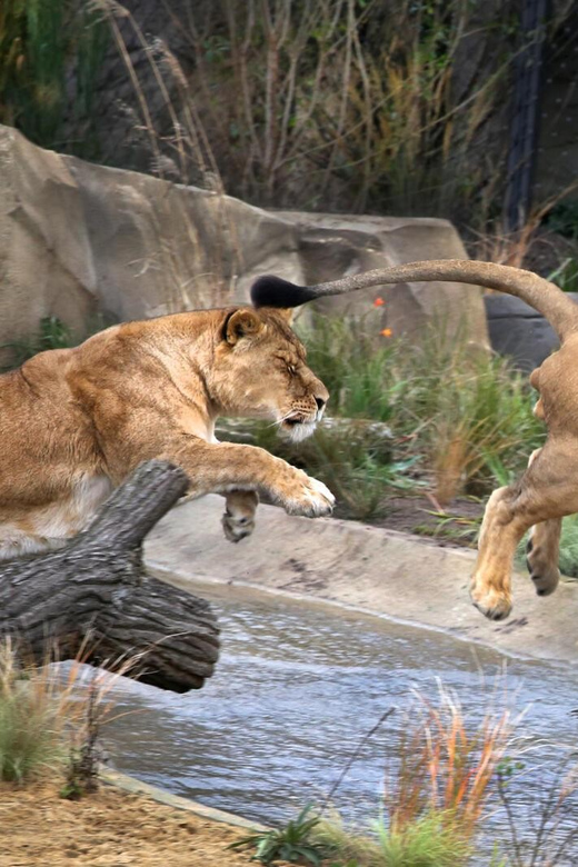 Amsterdam: ARTIS Royal Zoo and ARTIS Groote Museum Ticket - Inside ARTIS Groote Museum