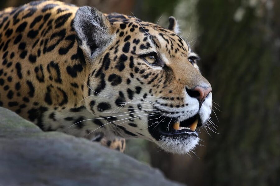 Amsterdam: ARTIS Royal Zoo and ARTIS Groote Museum Ticket - How long you need and how to plan the day