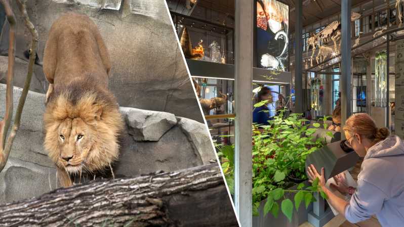 Amsterdam: ARTIS Royal Zoo and ARTIS Groote Museum Ticket - The zoo highlights: elephants, lions, and new habitats