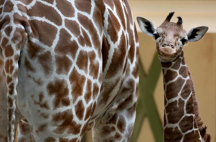 Amsterdam: Artis Royal Zoo & ARTIS-Micropia Combo Ticket - Key points to know before you go