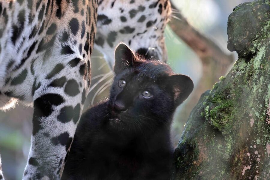 Amsterdam: Artis Royal Zoo & ARTIS-Micropia Combo Ticket - Why ARTIS works so well as an Amsterdam day out