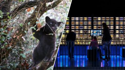 Artis Royal Zoo & ARTIS-Micropia Combo Ticket