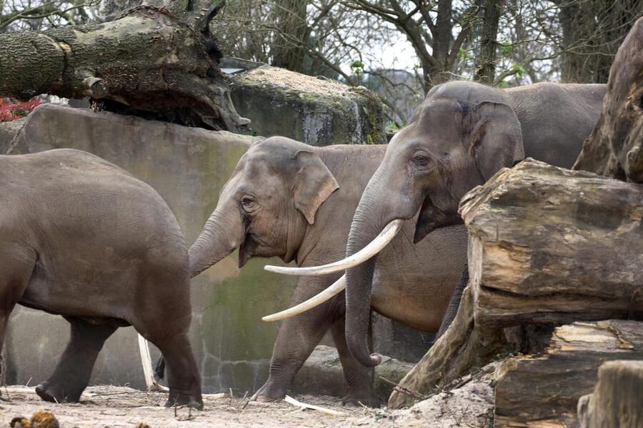 Amsterdam: Artis Royal Zoo & ARTIS-Micropia Combo Ticket - The Planetarium adds space to the animal day