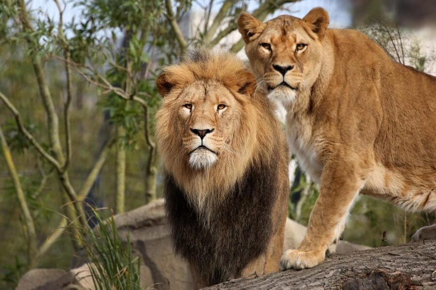 Amsterdam: Artis Royal Zoo & ARTIS-Micropia Combo Ticket - Getting there from Amsterdam’s center