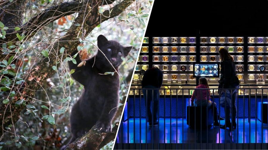 Amsterdam: Artis Royal Zoo & ARTIS-Micropia Combo Ticket - The Elephant Expedition and ARTIS’s youngest residents