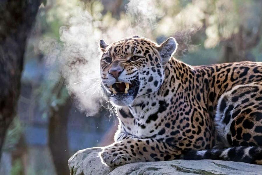 Amsterdam: ARTIS Royal Zoo Entry Ticket - Key points at a glance