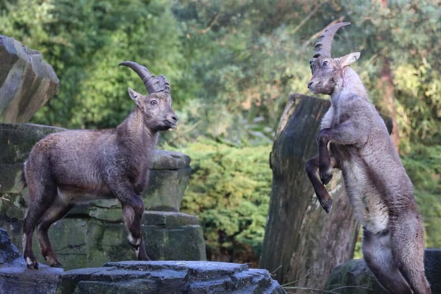 Amsterdam: ARTIS Royal Zoo Entry Ticket - ARTIS-Planetarium adds a welcome change