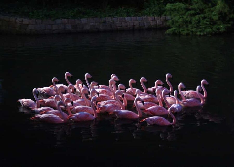 Amsterdam: ARTIS Royal Zoo Entry Ticket - Price, access, and practical comfort