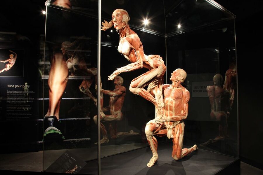 Amsterdam: Body Worlds Exhibition and Canal Cruise - Key points at a glance