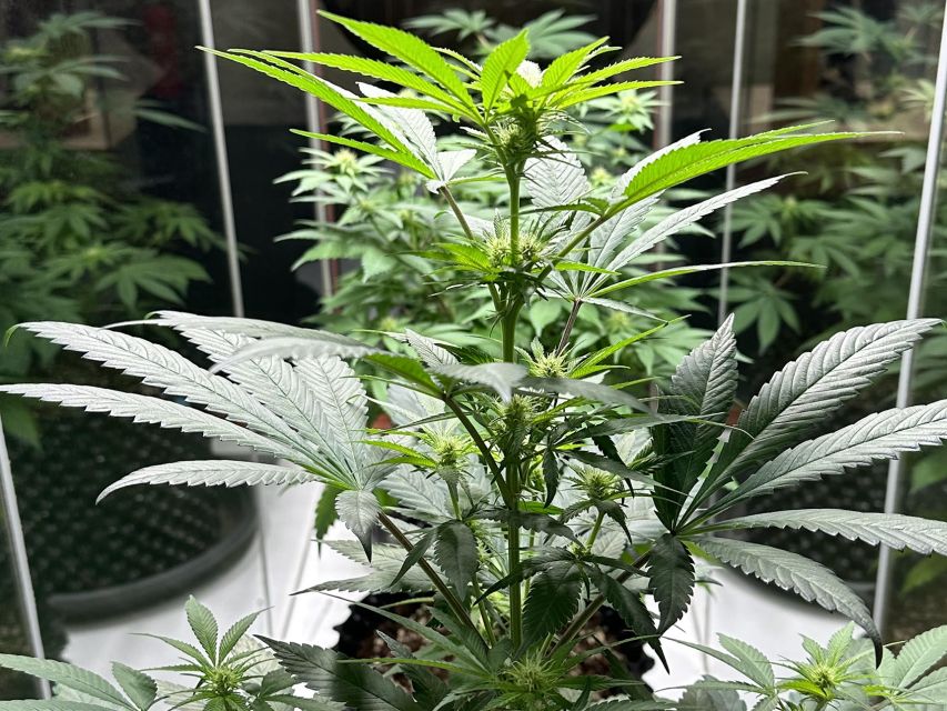 Amsterdam: Cannabis Museum Entry Ticket - Staff help and the human side of the museum