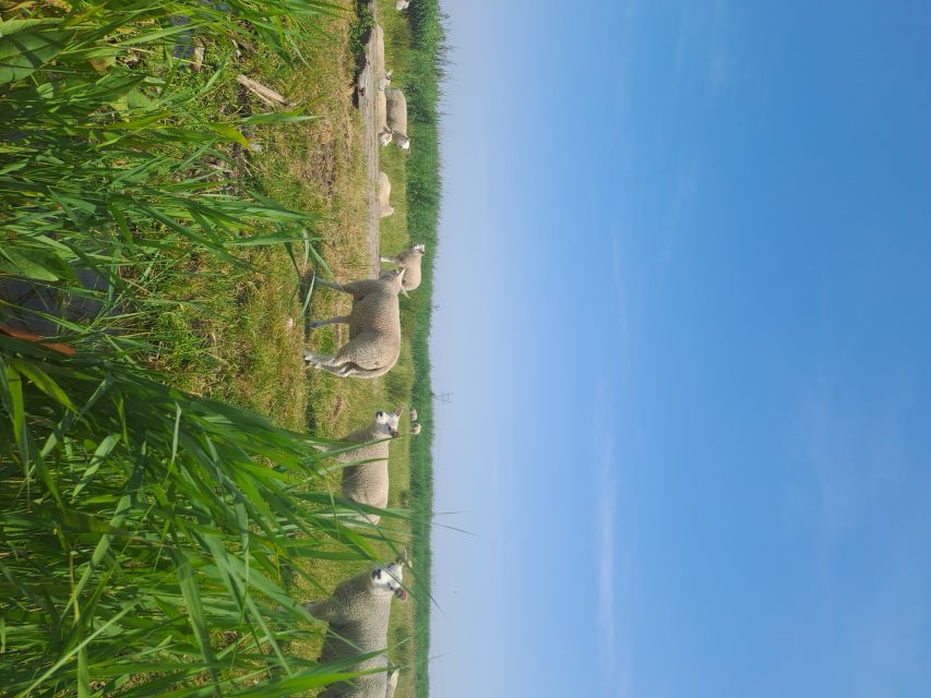 Amsterdam: Countryside Bike and Kayak Guided Tour - The Ride Back Through Amsterdam-Noord