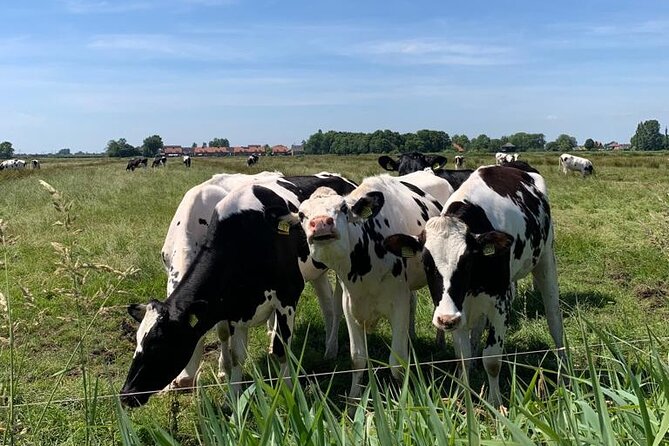 Amsterdam Countryside Bike and Kayak Tour - Kayaking through Watergang’s wetlands