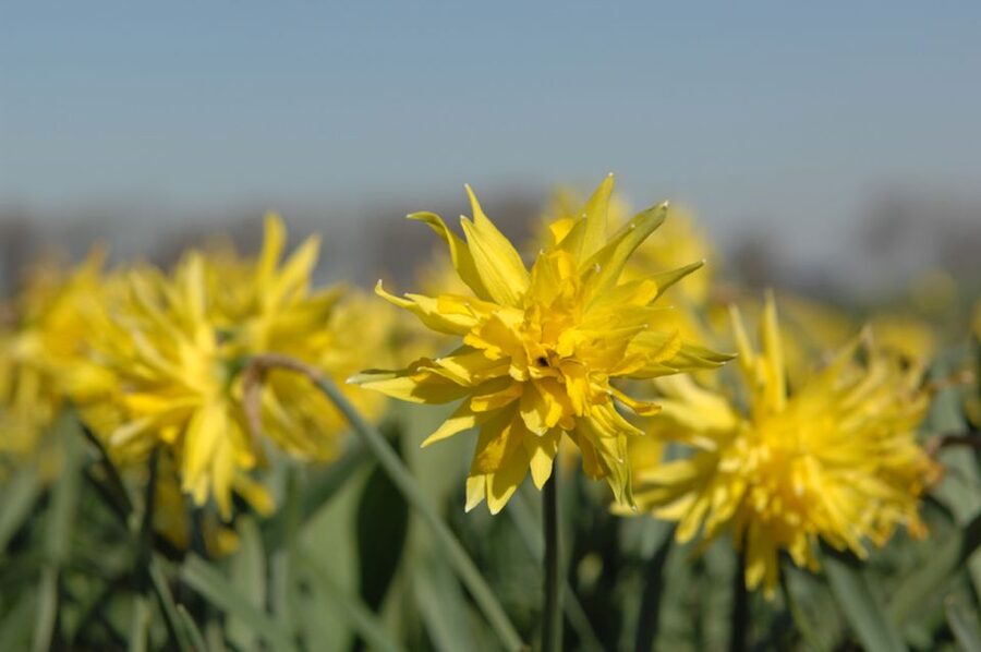 Amsterdam: Half-Day Flower Fields and Keukenhof Bicycle Tour - Picking up your bicycle in Hillegom