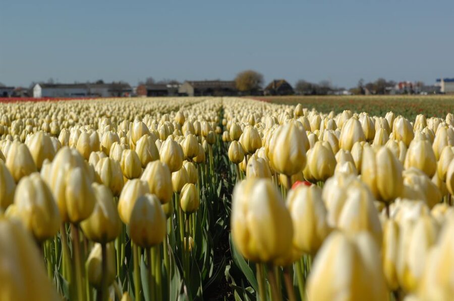Amsterdam: Half-Day Flower Fields and Keukenhof Bicycle Tour - What the guide adds to the day