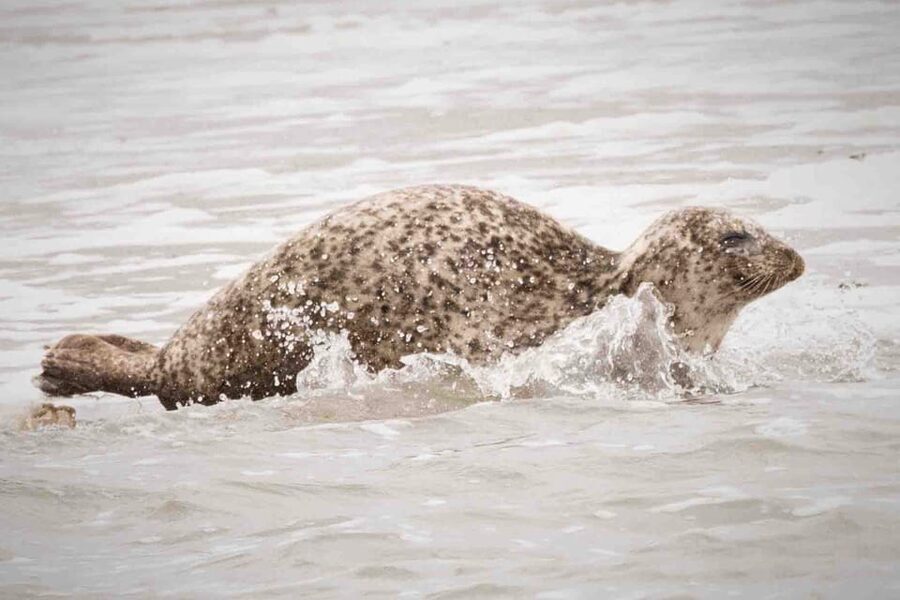 Amsterdam: Half-Day Seal Safari at Waddensea UNESCO Site - Key points at a glance