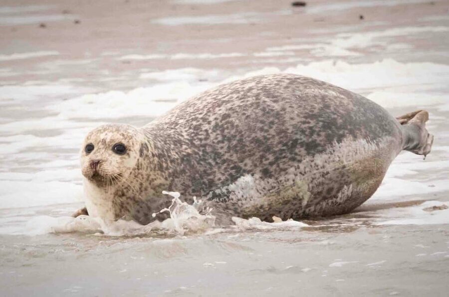 Amsterdam: Half-Day Seal Safari at Waddensea UNESCO Site - FAQ