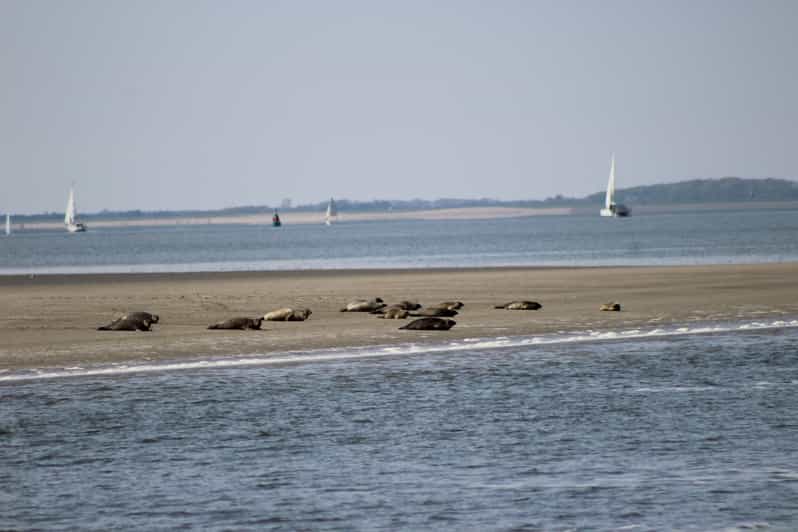 Amsterdam: Half-Day Seal Safari at Waddensea UNESCO Site - From Amsterdam to the reclaimed countryside