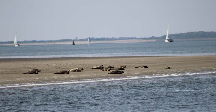 Amsterdam: Half-Day Seal Safari at Waddensea UNESCO Site - The two-hour seal-watching boat trip