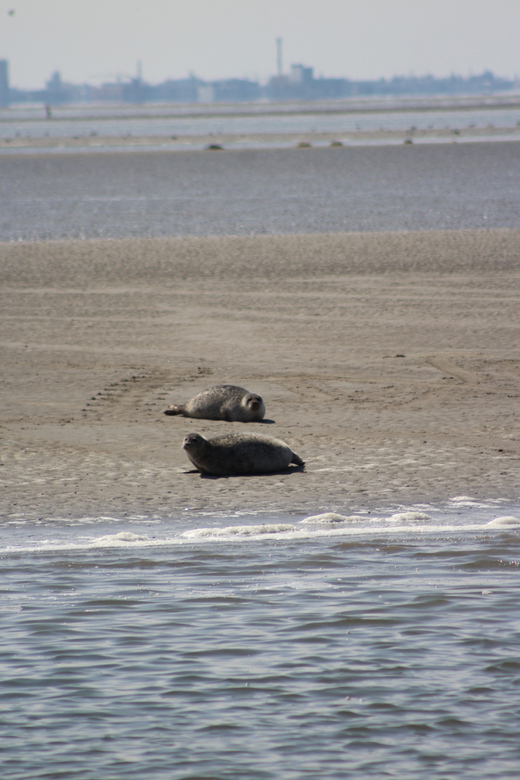Amsterdam: Half-Day Seal Safari at Waddensea UNESCO Site - Free time in Medemblik on the IJsselmeer coast