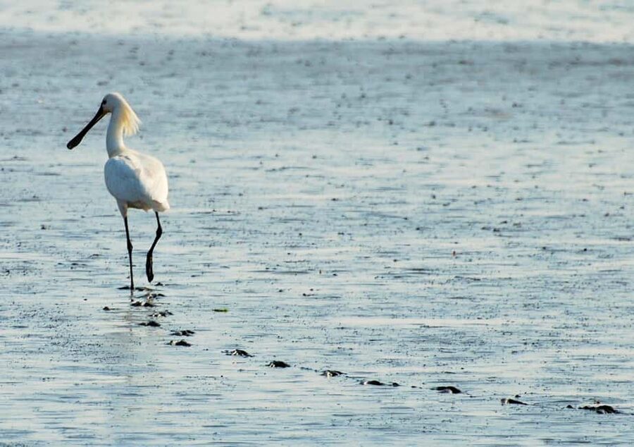 Amsterdam: Half-Day Seal Safari at Waddensea UNESCO Site - What the $199 price includes