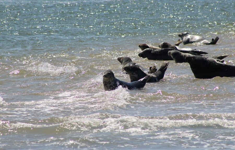 Amsterdam: Half-Day Seal Safari at Waddensea UNESCO Site - Who will enjoy this outing most