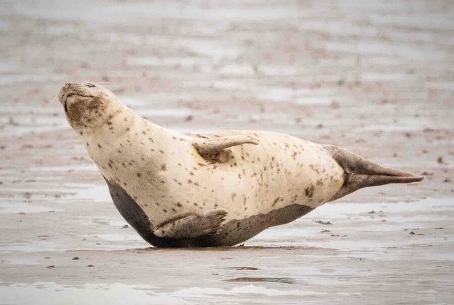 Amsterdam: Half-Day Seal Safari at Waddensea UNESCO Site - Practical tips for a smoother day