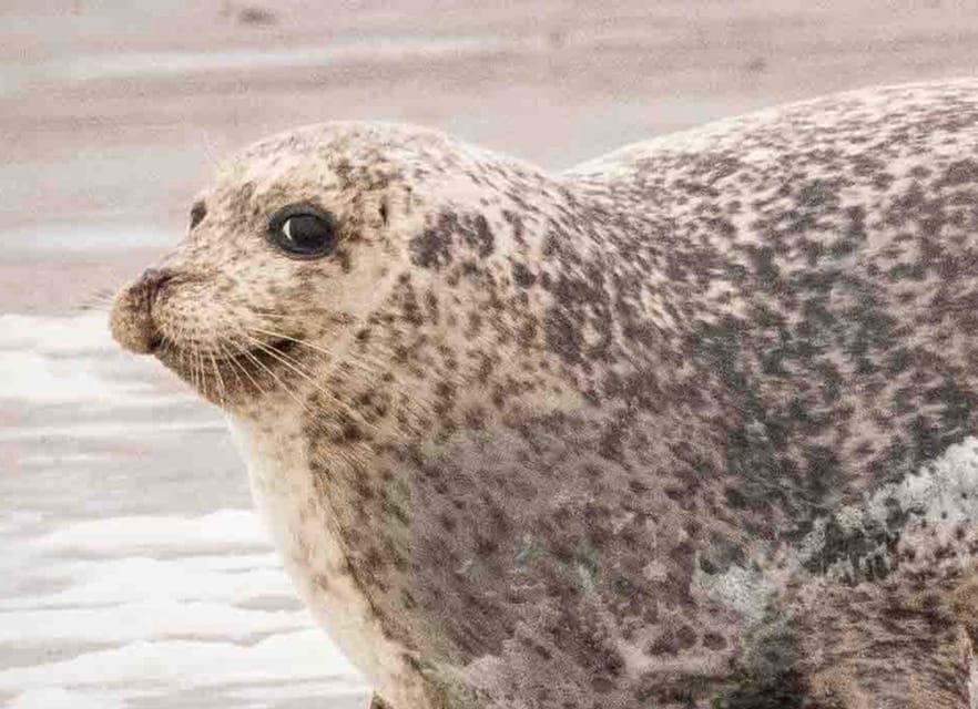 Amsterdam: Half-Day Seal Safari at Waddensea UNESCO Site - Should you book the Wadden Sea seal safari?