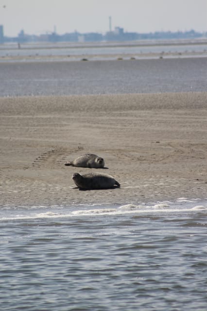 Amsterdam: Half-Day Seal Safari at Waddensea UNESCO Site - Why the Wadden Sea matters