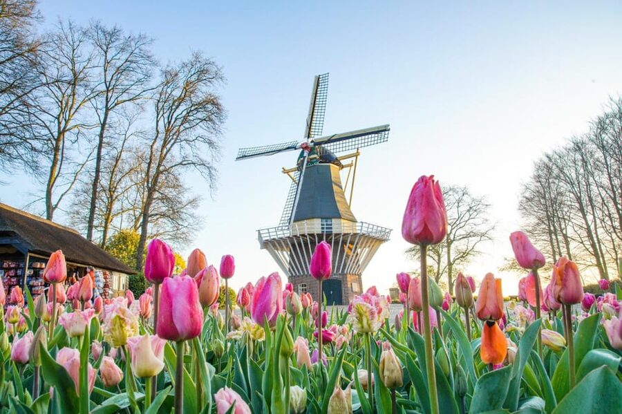 Amsterdam: Keukenhof and Zaanse Schans Live Guided Day Tour - Key points at a glance