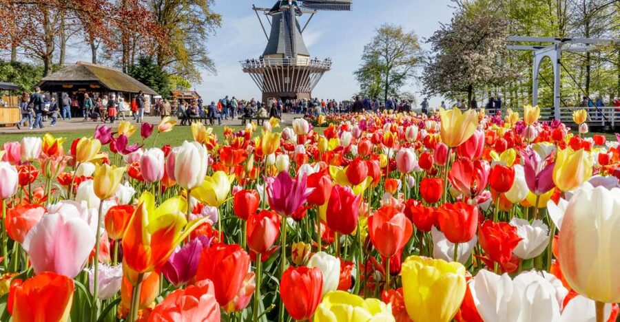 Amsterdam: Keukenhof and Zaanse Schans Live Guided Day Tour - Why the Keukenhof timing is worth watching