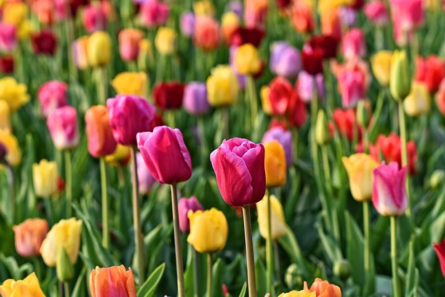 Amsterdam: Keukenhof and Zaanse Schans Live Guided Day Tour - Zaanse Schans and the wooden-shoe workshop