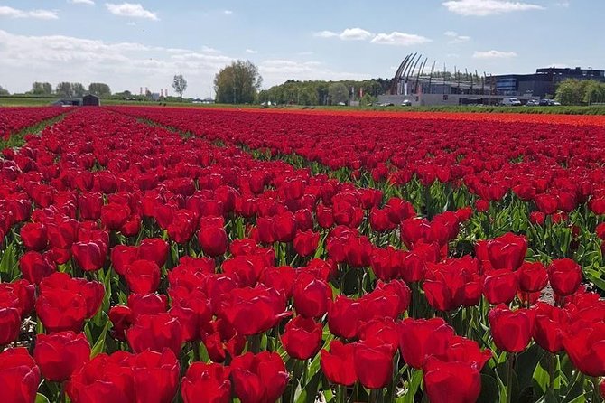 Amsterdam : Keukenhof FlowerFarm Privatetour Skip-The-Line ticket - Key points at a glance