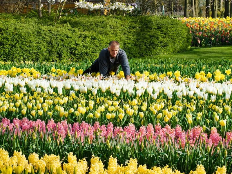Amsterdam: Keukenhof Ticket and Roundtrip Shuttle Transfer - Why this Keukenhof transfer works so well