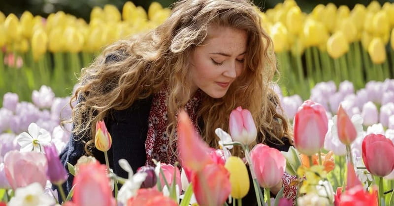 Amsterdam: Keukenhof Ticket and Roundtrip Shuttle Transfer - Price, comfort, and who gets the best value
