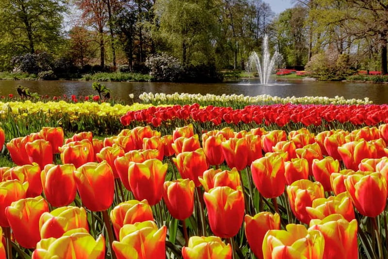 Amsterdam: Keukenhof Ticket and Roundtrip Shuttle Transfer - Should you book this Keukenhof shuttle?