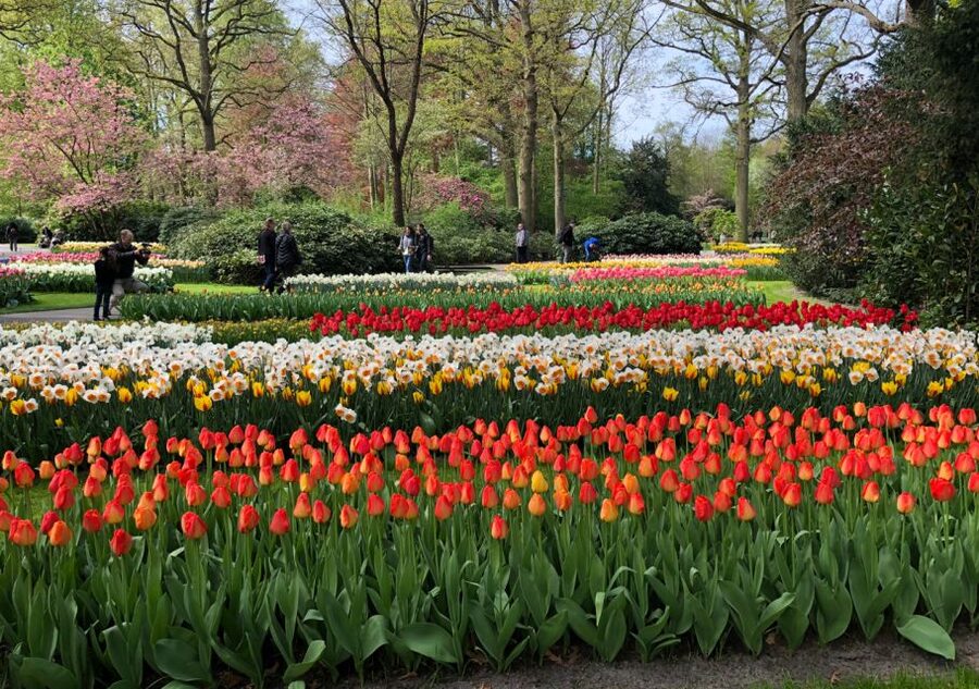 Amsterdam: Keukenhof Tulip Garden and Giethoorn Experience - Practical tips for a smoother day