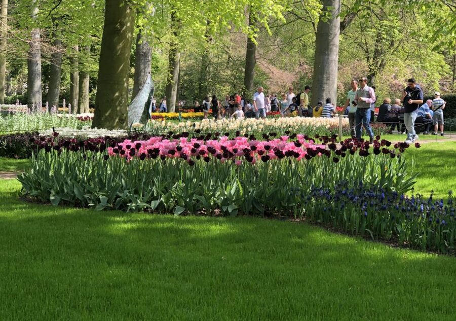 Amsterdam: Keukenhof Tulip Garden and Giethoorn Experience - What the guide and vehicle add
