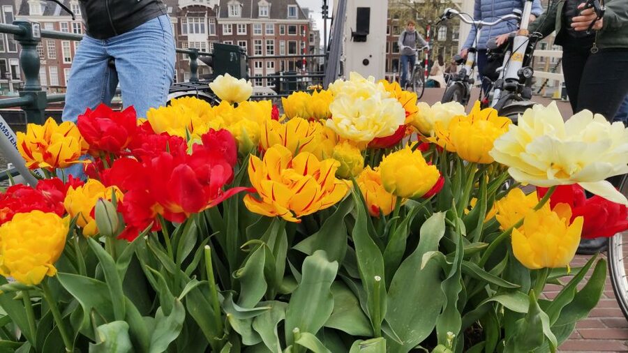Amsterdam: Off the Beaten Path Bike Tour in French - The National Holocaust Names Monument and Anne Frank’s story
