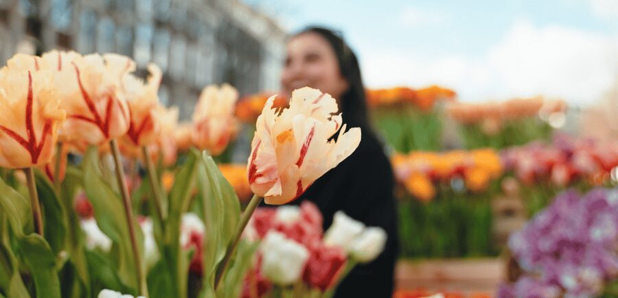 Amsterdam: Premium Tulip Boat Canal Tour - Is $32 a fair price for one hour?
