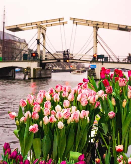Amsterdam: Premium Tulip Boat Canal Tour - Who should choose this Amsterdam canal ride?