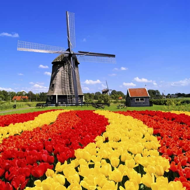 Amsterdam: Private Keukenhof and Free Tulip Tour - Key points to know before booking