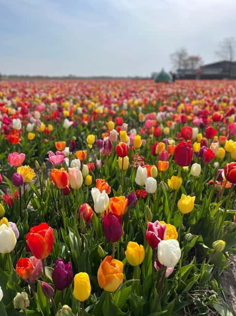 Amsterdam: Private Keukenhof and Free Tulip Tour - What the guides add to the ride